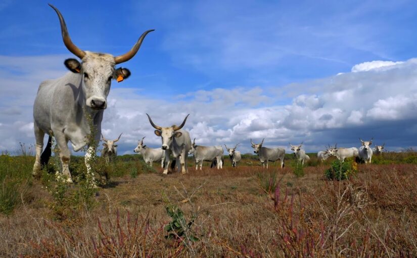 Vacche maremmane nel Parco Naturale della Maremma in autunno
